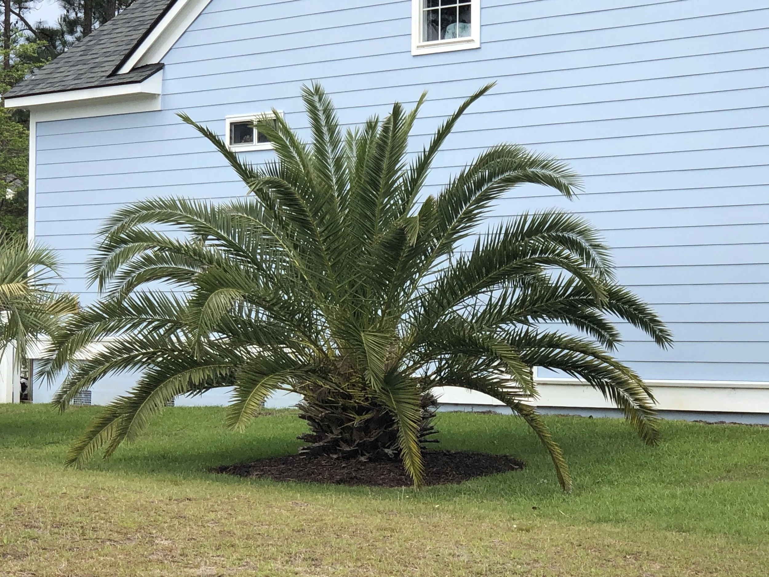 Catalog — Palm Trees Ltd